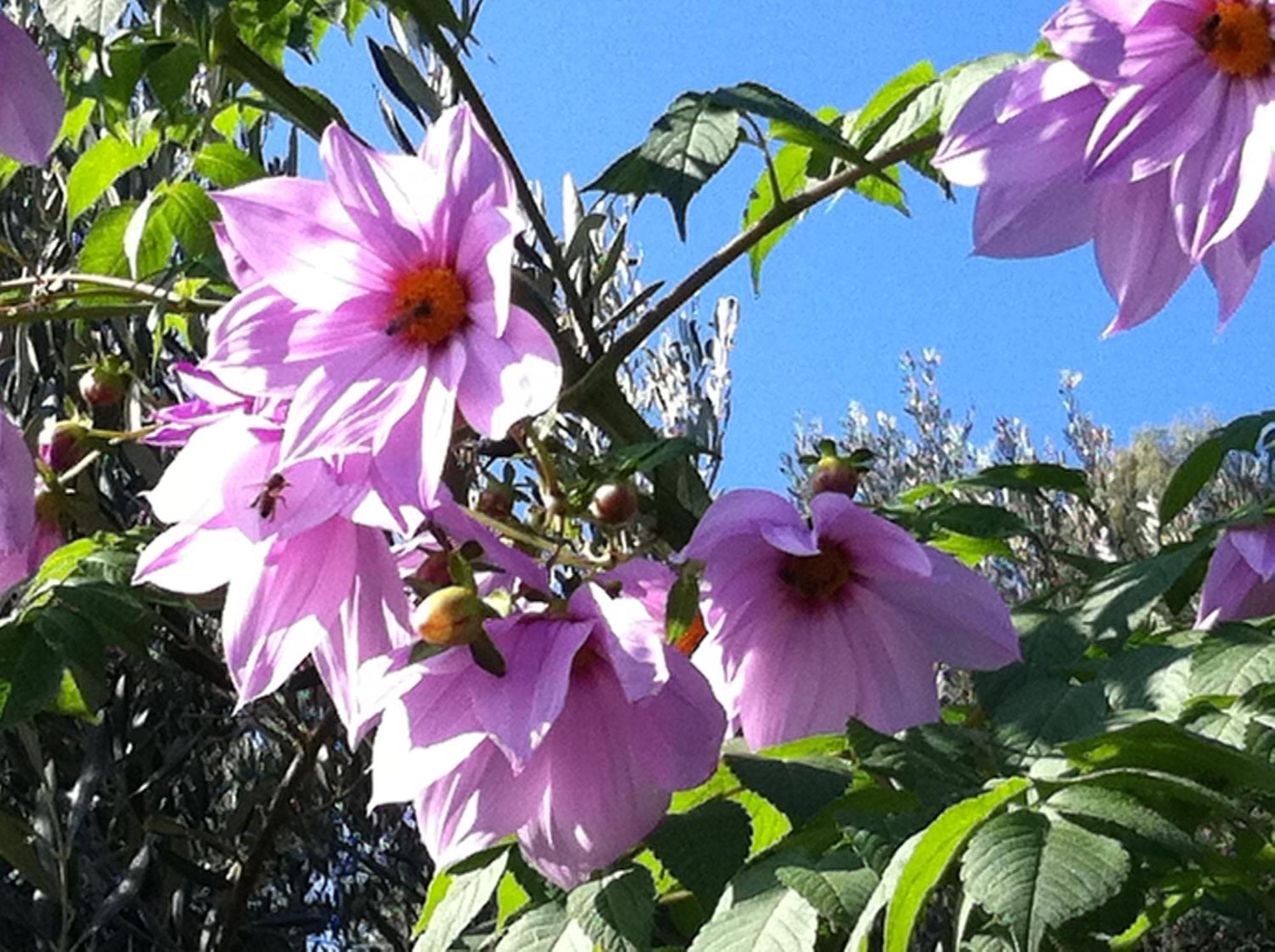 Agriturismo La Rocca Di Perti Finale Ligure Zewnętrze zdjęcie